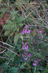Pedicularis