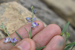 Hebecarpa barbeyana