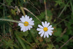 Chrysanthemum chanetii
