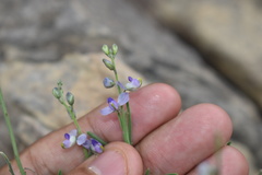 Hebecarpa barbeyana
