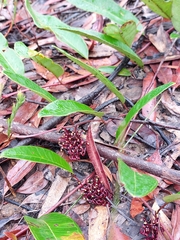 Grevillea laurifolia