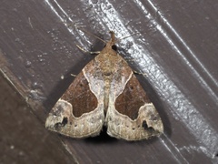 Hypena manalis