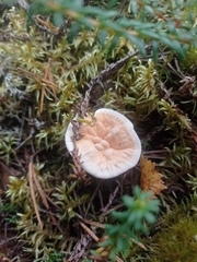 Hydnellum aurantiacum