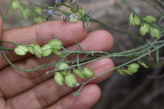 Hebecarpa barbeyana