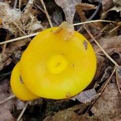 Gloioxanthomyces nitidus