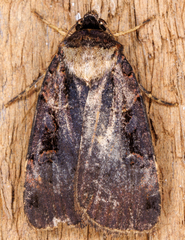 Pseudohermonassa bicarnea