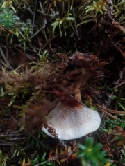 Hydnellum aurantiacum