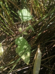 Xanthium orientale