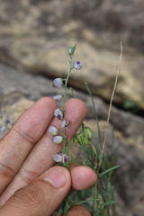 Hebecarpa barbeyana