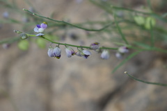 Hebecarpa barbeyana
