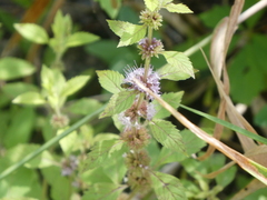 Mentha canadensis