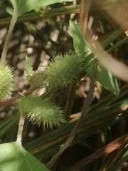 Xanthium orientale