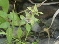 Mentha canadensis