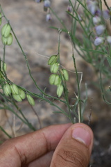 Hebecarpa barbeyana
