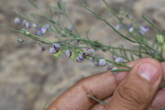 Hebecarpa barbeyana