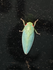 Gyponini