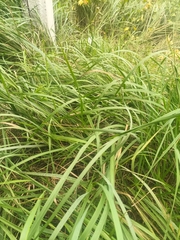 Leymus chinensis
