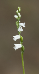 Spiranthes tuberosa