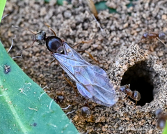 Lasius neoniger
