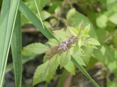 Mentha canadensis