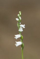 Spiranthes tuberosa