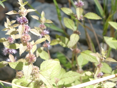 Mentha canadensis