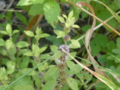 Mentha canadensis