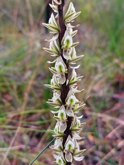 Prasophyllum elatum