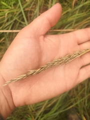 Leymus chinensis