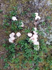 Hydnellum peckii