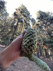 Abies magnifica shastensis