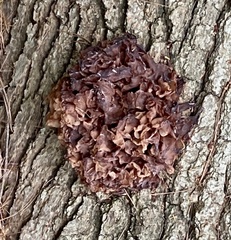 Phaeotremella foliacea
