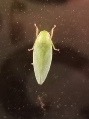 Gyponini
