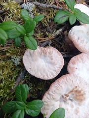 Hydnellum peckii