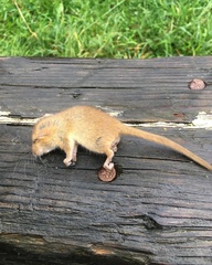 Muscardinus avellanarius