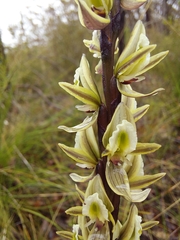 Prasophyllum elatum