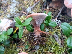 Hydnellum peckii