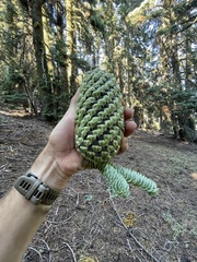 Abies magnifica shastensis