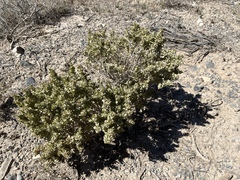 Atriplex confertifolia