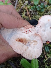 Hydnellum peckii