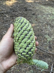 Abies magnifica shastensis