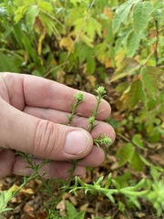 Symphyotrichum anomalum