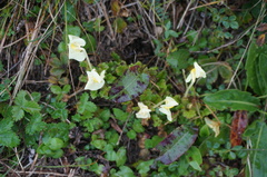 Pedicularis chinensis