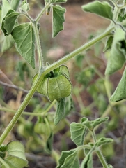 Physalis neomexicana