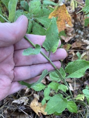 Symphyotrichum anomalum