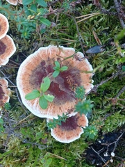 Hydnellum aurantiacum