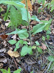 Symphyotrichum anomalum