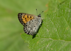 Tharsalea mariposa