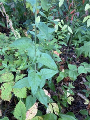 Symphyotrichum anomalum