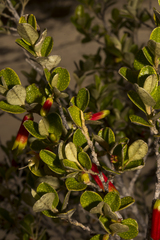 Nematolepis phebalioides